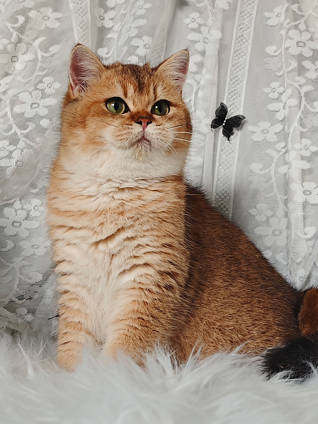 结构超好的妹妹